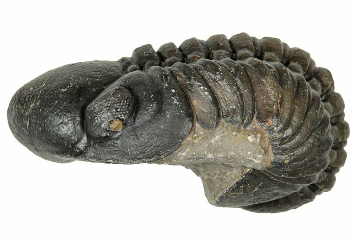 Curled Reedops Trilobite - Atchana, Morocco #347256